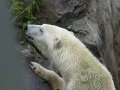 ZOO-Viden 24 srpen 2014 001.JPG